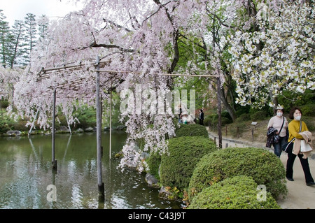 Touristen schlendern durch den Garten am Heian Schrein während der Kirschblüte in Kyoto, Japan. Stockfoto