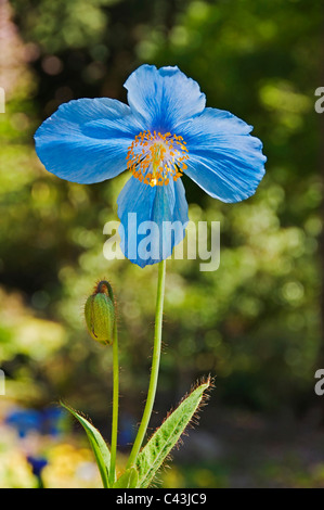 Schöne blaue Himalaya Mohnanbau den pazifischen Nordwesten. Stockfoto