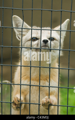 San Joaquin Kit Fox (Vulpes Macrotis Mutica) in Gefangenschaft, Bakersfield, Kalifornien gefährdet, Kalifornien lebenden Museum (CALM) Stockfoto