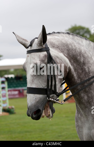 Hunter Doppel Kabelbaum huschen fahren und springen auf der großen Bühne des jeweiligen Surrey show 2011. Stockfoto