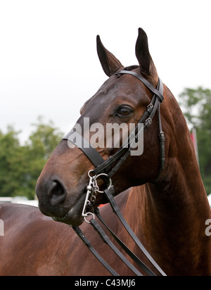 Hunter Doppel Kabelbaum huschen fahren und springen auf der großen Bühne des jeweiligen Surrey show 2011. Stockfoto