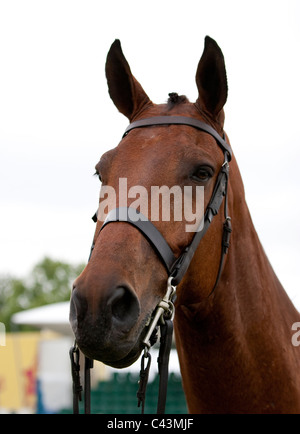 Hunter Doppel Kabelbaum huschen fahren und springen auf der großen Bühne des jeweiligen Surrey show 2011. Stockfoto