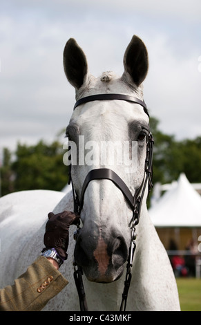 Hunter Doppel Kabelbaum huschen fahren und springen auf der großen Bühne des jeweiligen Surrey show 2011. Stockfoto