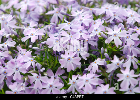 Schleichende Moss Phlox, Phlox Subulata Emerald blau Stockfoto