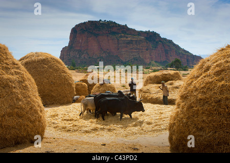 Gerealta, Afrika, Äthiopien, Highland, Dorf, Farmings Boden, Getreide, Rind, Arbeiter, Bauern, Berg Stockfoto