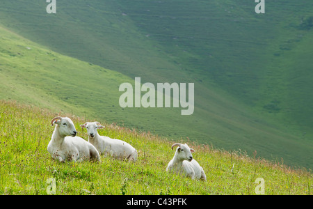 Wiltshire Horn seltene Rasse Schafe am Pewsey Downs National Nature Reserve Wiltshire Stockfoto