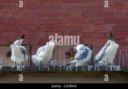 Eissturmvögel Schlafplatz auf Vogel Spikes auf der Kante eines Gebäudes. Stockfoto