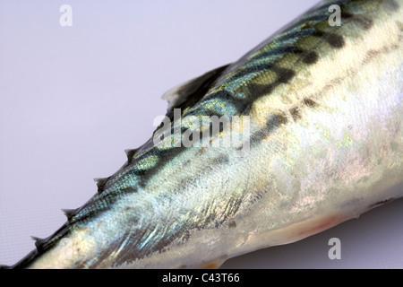 Seite Seitenlinie fein und gestreiften Markierungen Fisch frisch Makrele auf ein Kunststoff Schneidebrett Stockfoto