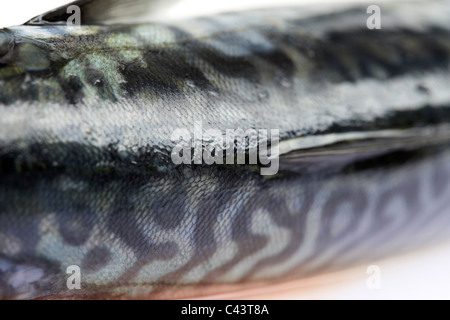 zurück oben skaliert auf fangfrischen Makrele Fisch auf einem Kunststoff Schneidebrett Stockfoto