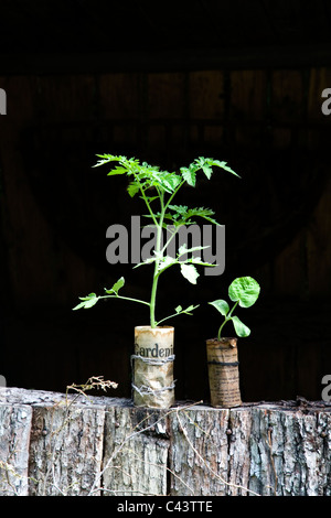 Reife Gemüse Sämlinge in den Töpfen der Zeitung Stockfoto