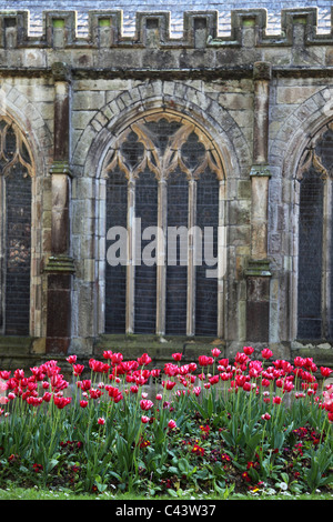 Tulpen Blumen Stockfoto