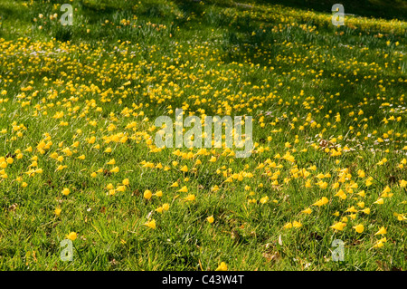 NARCISSUS BULBOCODIUM AUF DER WIESE RHS ALPENGARTEN WISLEY Stockfoto
