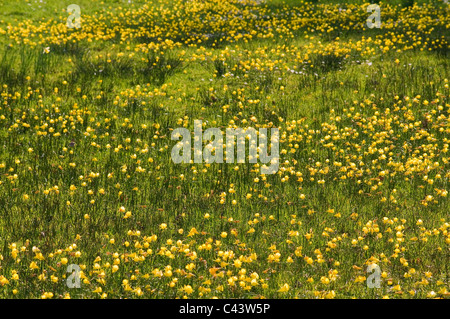 NARCISSUS BULBOCODIUM AUF DER WIESE RHS ALPENGARTEN WISLEY Stockfoto