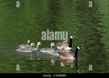 Eine Familie von Kanadagänse Schwimmen im Teich im Park Verona, Verona, New Jersey, USA Stockfoto