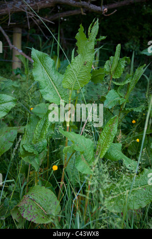 Breitblättrigen Dock verlässt Rumex obtusifolius Stockfoto