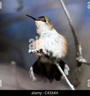 Ein weibliche Rufous Kolibri (Selasphorus Rufus) thront in der Nachmittag Sonne, Wasatchkette, Utah. Stockfoto