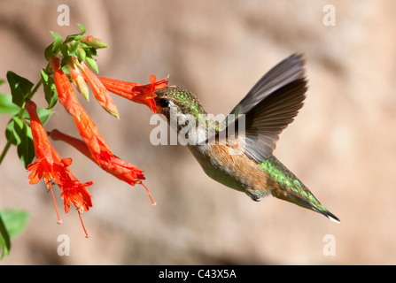 Eine weibliche Rufous Kolibri (Selasphorus Rufus) ernähren sich von roten Blumen, Wasatchkette, Utah. Stockfoto