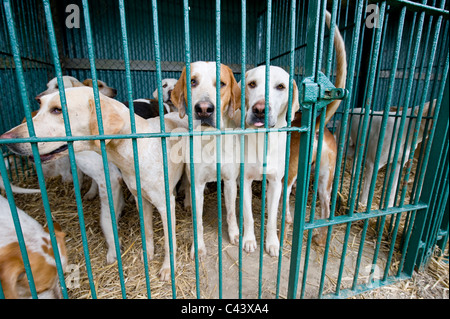 Hunde im Zwinger, South East UK. Stockfoto