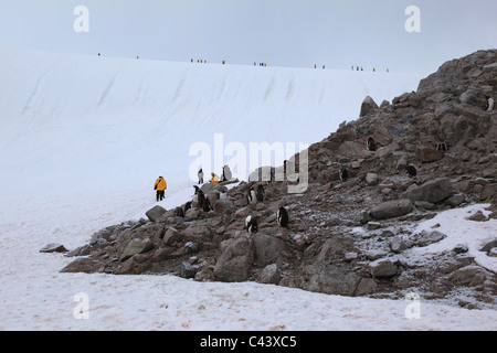 Ökotouristen mit Wespen vorbeigehen [Gentoo Pinguinkolonie] auf [Petermann Island], [West Graham Land], Antarktis Stockfoto