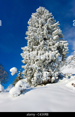 Klausenpass, Kanton Uri, Schweiz, Europa, Kanton Glarus, Winter, Schnee, Baum, Fichte Stockfoto