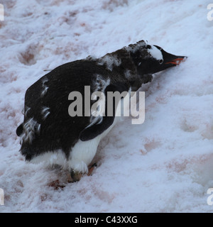 Mauser Erwachsene [Gentoo Penguin] [Pygoscelis Papua] Essen Schnee trinken, frisches Wasser, [Petermann Island], Antarktis Stockfoto