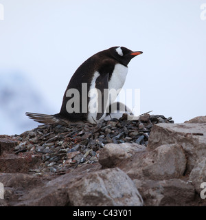 [Gentoo Penguin] [Pygoscelis Papua] Erwachsener mit einzelnen Küken im Nest, [Petermann Island], Antarktis Stockfoto