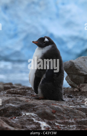 Einzelzimmer [Gentoo Penguin] [Pygoscelis Papua] stehen am felsigen Ufer des [Petermann Island], Antarktis, mit Gletschereis hinter Stockfoto