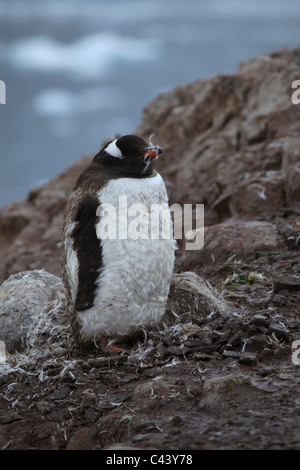 Nahaufnahme der Mauser [Gentoo Penguin] [Pygoscelis Papua] auf [Petermann Island], Antarktis Stockfoto