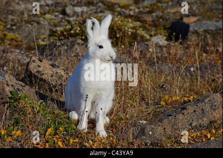 Grönland, Europa, Dundas, Westküste, Nordwestküste, polar Hase, Lepus Arcticus, Hase, Kaninchen, Porträt, weiß, außen, Anim Stockfoto