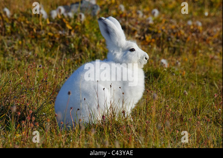 Grönland, Europa, Dundas, Westküste, Nordwestküste, polar Hase, Lepus Arcticus, Hase, Kaninchen, Porträt, weiß, außen, Anim Stockfoto