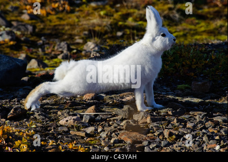 Grönland, Europa, Dundas, Westküste, Nordwestküste, polar Hase, Lepus Arcticus, Hase, Kaninchen, Porträt, weiß, außen, Anim Stockfoto