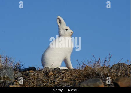 Grönland, Europa, Dundas, Westküste, Nordwestküste, polar Hase, Lepus Arcticus, Hase, Kaninchen, Porträt, weiß, außen, Anim Stockfoto