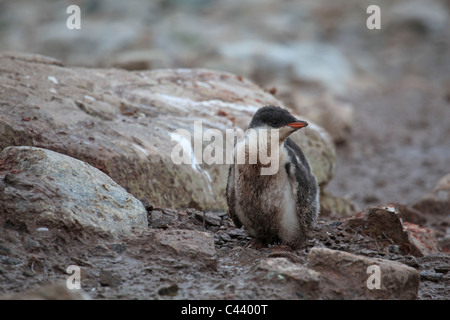 Extrem verunreinigte Mauser [Gentoo Penguin] [Pygoscelis Papua] Küken stehen auf Felsen, [Petermann Island] Stockfoto