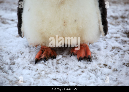 Nahaufnahme von [Gentoo Penguin] [Pygoscelis Papua] Füßen stehend auf Schnee, [Petermann Island] Antarktis Stockfoto