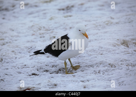 [Kelp Gull] [Larus Dominicanus] stehen auf Schnee, [Petermann Island], [West Graham Land] [antarktischen Halbinsel] Stockfoto