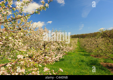 Apple Blossoms, Stephens City, Shenandoah Valley, Virginia, Vereinigte Staaten Stockfoto