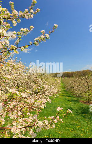 Apple Blossoms, Stephens City, Shenandoah Valley, Virginia, Vereinigte Staaten Stockfoto