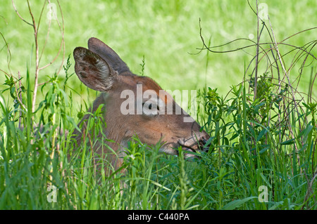 Ein weiß - angebundene Rotwild ruht in hohe Gräser. Stockfoto