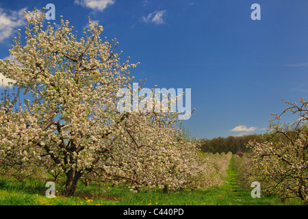 Apple Blossoms, Stephens City, Shenandoah Valley, Virginia, Vereinigte Staaten Stockfoto