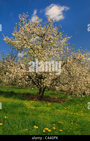 Apple Blossoms, Stephens City, Shenandoah Valley, Virginia, Vereinigte Staaten Stockfoto