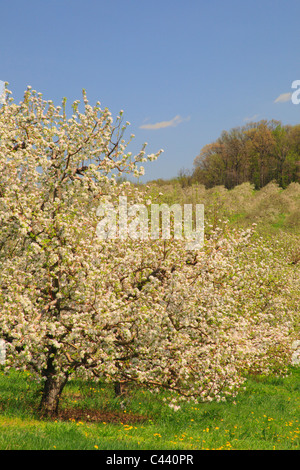 Apple Blossoms, Stephens City, Shenandoah Valley, Virginia, Vereinigte Staaten Stockfoto