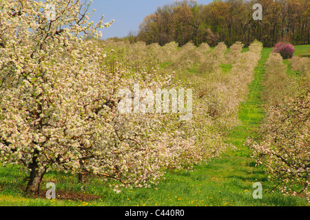 Apple Blossoms, Stephens City, Shenandoah Valley, Virginia, Vereinigte Staaten Stockfoto