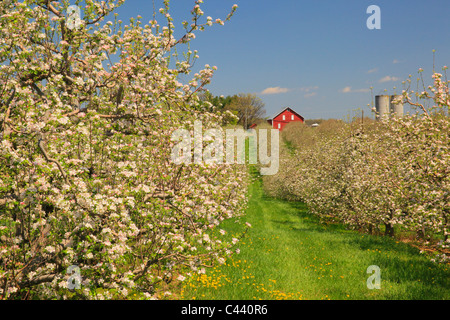 Apple Blossoms, Stephens City, Shenandoah Valley, Virginia, Vereinigte Staaten Stockfoto