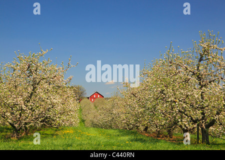 Apple Blossoms, Stephens City, Shenandoah Valley, Virginia, Vereinigte Staaten Stockfoto