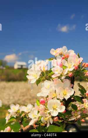 Apple Blossoms, Stephens City, Shenandoah Valley, Virginia, Vereinigte Staaten Stockfoto