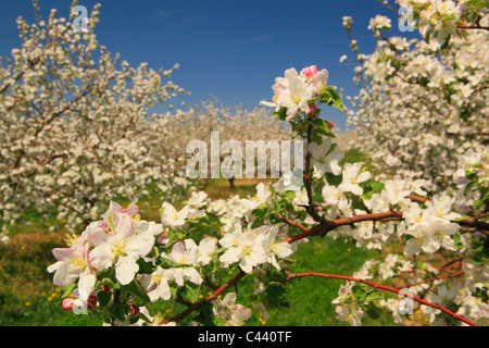 Apple Blossoms, Stephens City, Shenandoah Valley, Virginia, Vereinigte Staaten Stockfoto