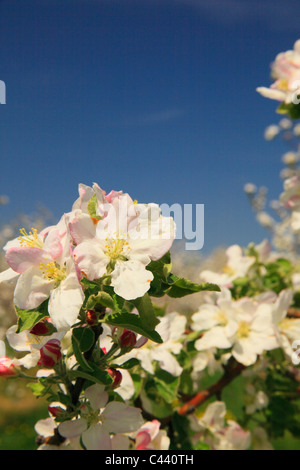 Apple Blossoms, Stephens City, Shenandoah Valley, Virginia, Vereinigte Staaten Stockfoto