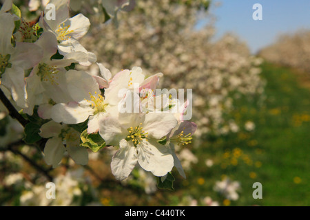 Apple Blossoms, Stephens City, Shenandoah Valley, Virginia, Vereinigte Staaten Stockfoto