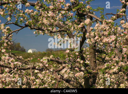 Apple Blossoms, Stephens City, Shenandoah Valley, Virginia, Vereinigte Staaten Stockfoto