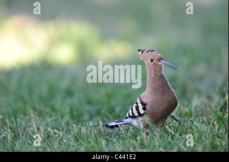 Eurasische Wiedehopf (Upupa Epops) auf der Suche nach Nahrung auf einer Wiese Stockfoto